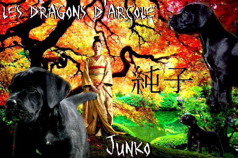 Junko Des Dragons D'Arcole