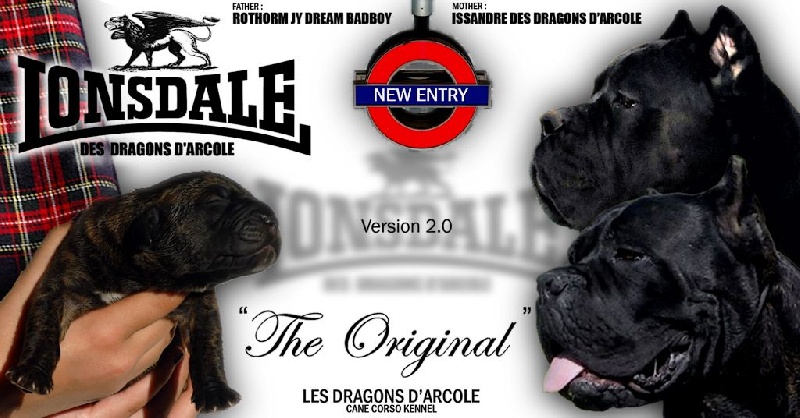 Lonsdale Des Dragons D'Arcole