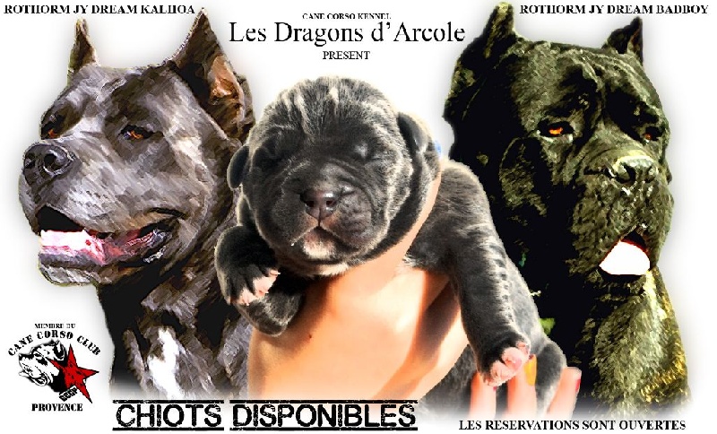 Des Dragons D'Arcole - Cane Corso - Portée née le 01/01/2015