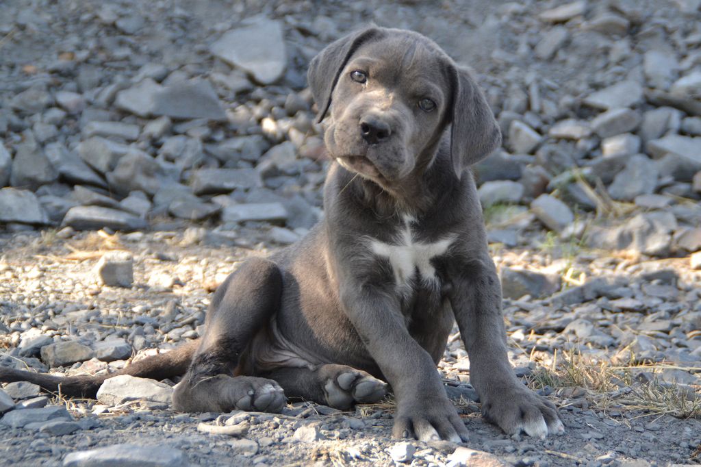 Des Dragons D'Arcole - Chiots disponibles - Cane Corso